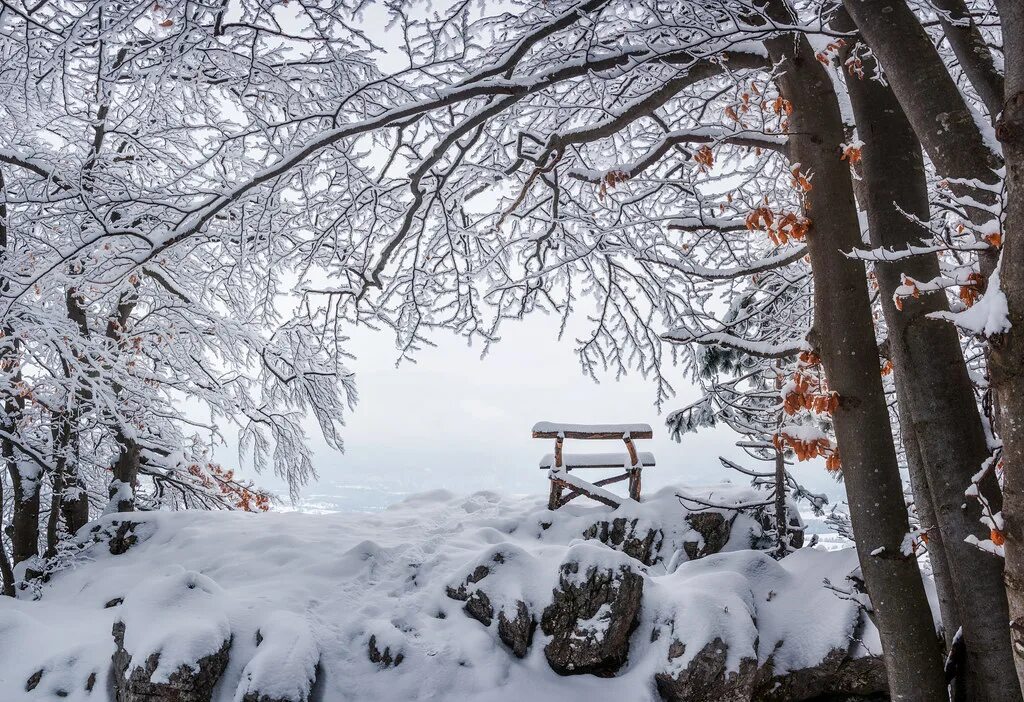 Cold december. Зимний парк. Изображения зимней природы. Зима ветки в снегу. Деревья в снегу.