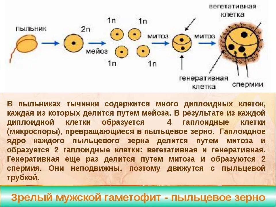 Ядро пыльцевого зерна. Вегетативная и генеративная клетка пыльцевого зерна. Формирование спермия. Вегетативная клетка пыльцевое зерно зародышевый мешок. Схема образования и развития пыльцевого зерна и зародышевого мешка.