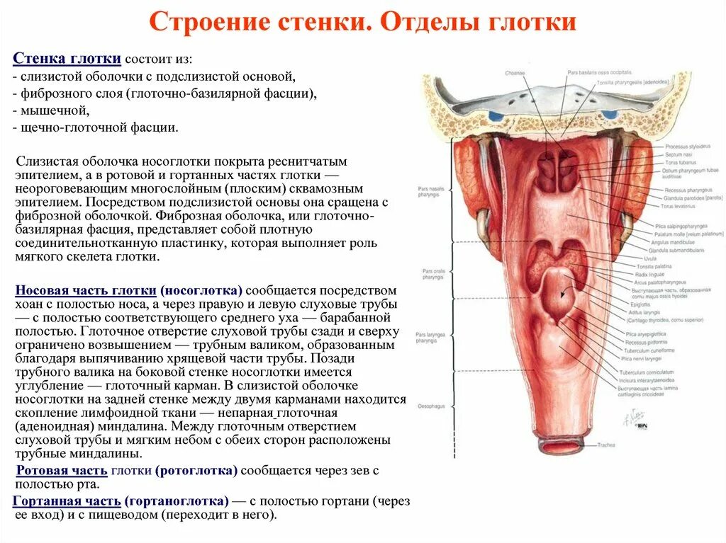 Глотка имеет стенки. Строение стенки глотки анатомия. Полость глотки анатомия строение. Слизистая оболочка гортани строение. Глотка строение стенки топография функции.