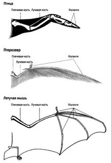 Строение крыла летучей мыши