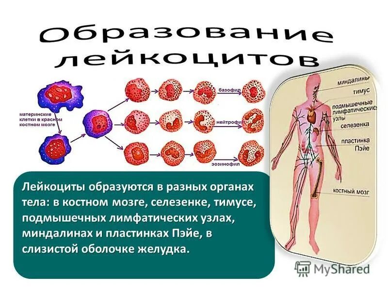 Где формируются клетки крови. Лейкоциты в костном мозге. Красный костный мозг лейкоциты. Клетки образующиеся в костном мозге.