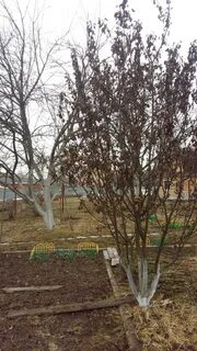 Почему не плодоносит яблоня