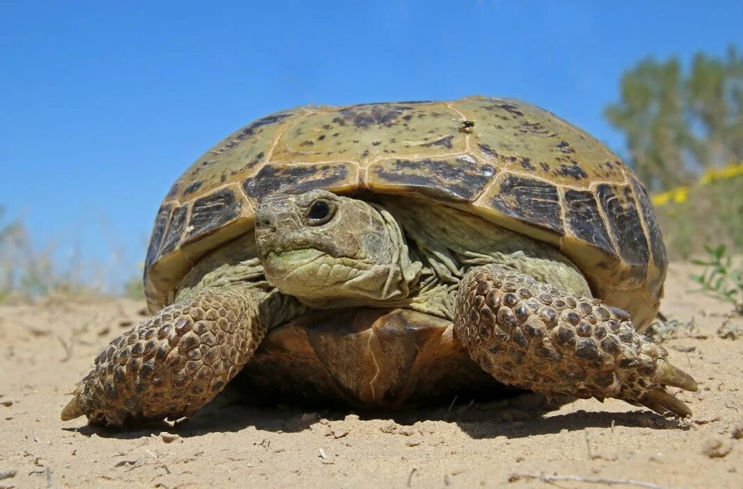 степные черепахи казахстана. сухопутная сухопутная черепаха. кызылкум степная черепаха. где живет степная черепаха. Agrionemys horsfieldii.