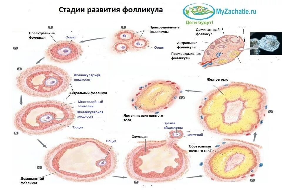 Сколько фолликулов должно быть в яичнике. Этапы развития доминантного фолликула. яичники стадии созревания фолликулов. цикл развития фолликула в яичнике. стадии развития желтого тела.