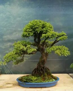 Tree 7