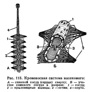 Сосуды органы выделения насекомых