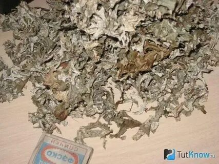 Исландский мох ребенку заварить