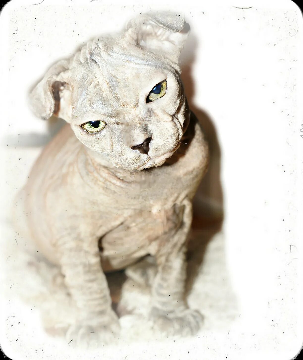 10 Most Bizarre Cat Breeds on Earth Cat breeds, Hairless cat, Rare cats