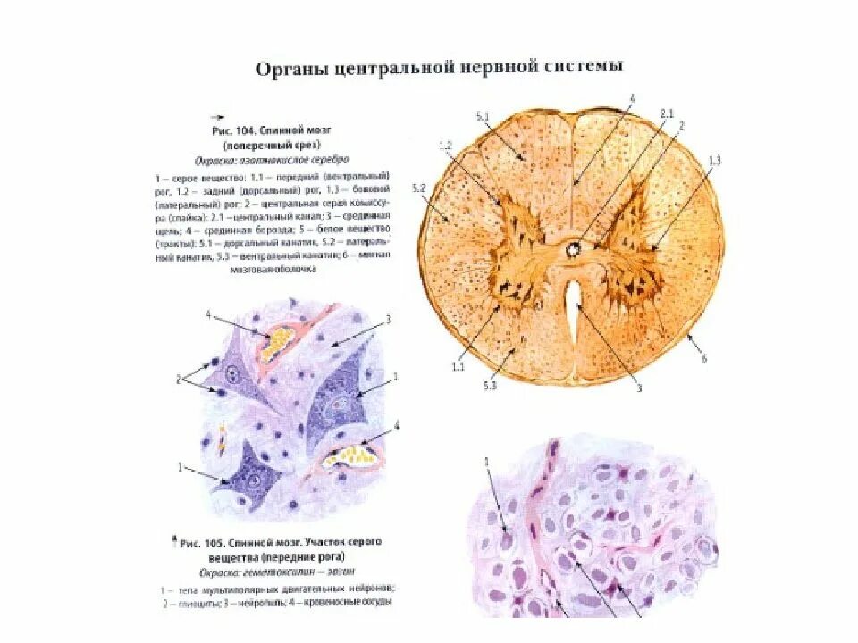 Нервная ткань гистология. Нервная ткань гистология препараты. Спинной мозг гистология препарат. Нервные клетки гистология препарат.