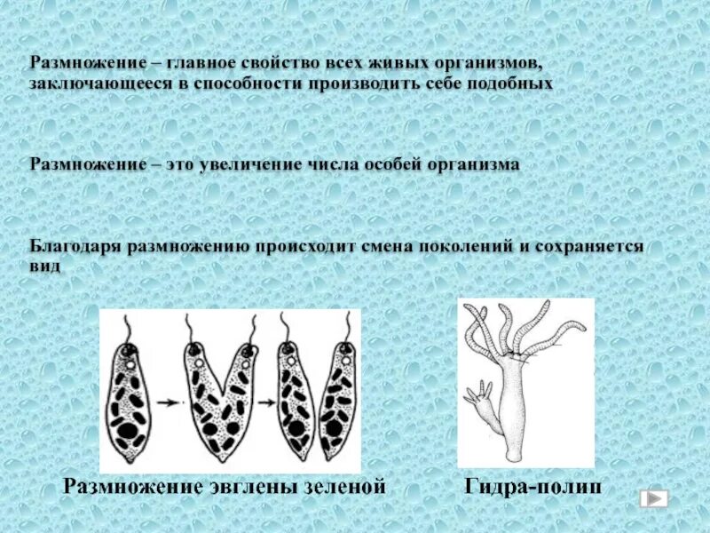 Способностью к размножению обладают