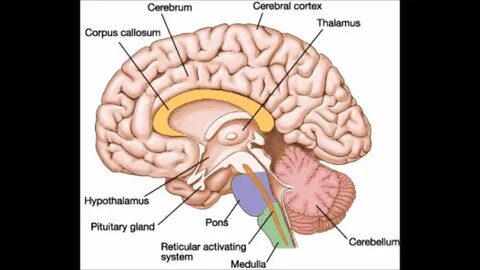 Cerebrum