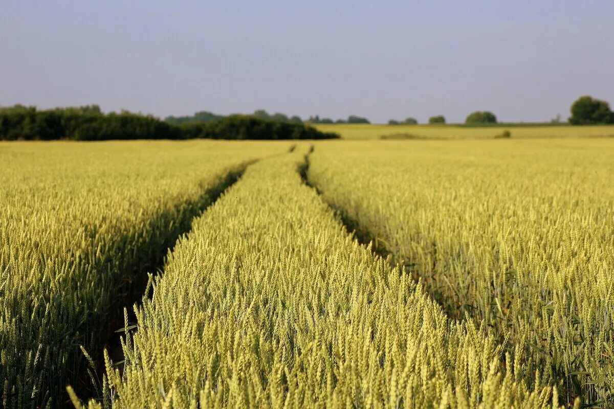 Озимые виды. Поле пшеницы. Поля с зерновыми культурами. Поле зерна. Поле спелой пшеницы.