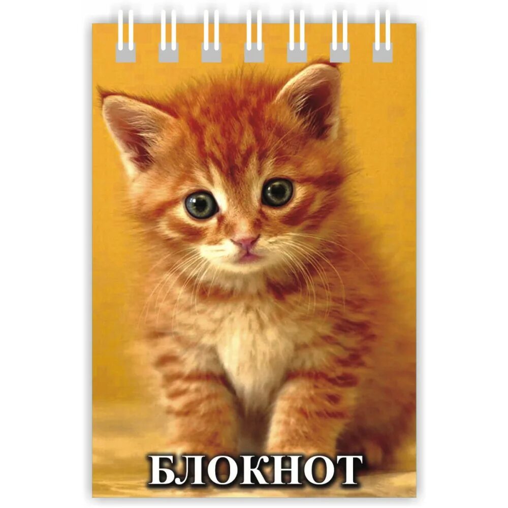 Блокнот с котятами. Блокнотик с кошечкой. Маленький блокнот с котиком. Блокнот с котятами. Блокнот с котятами.