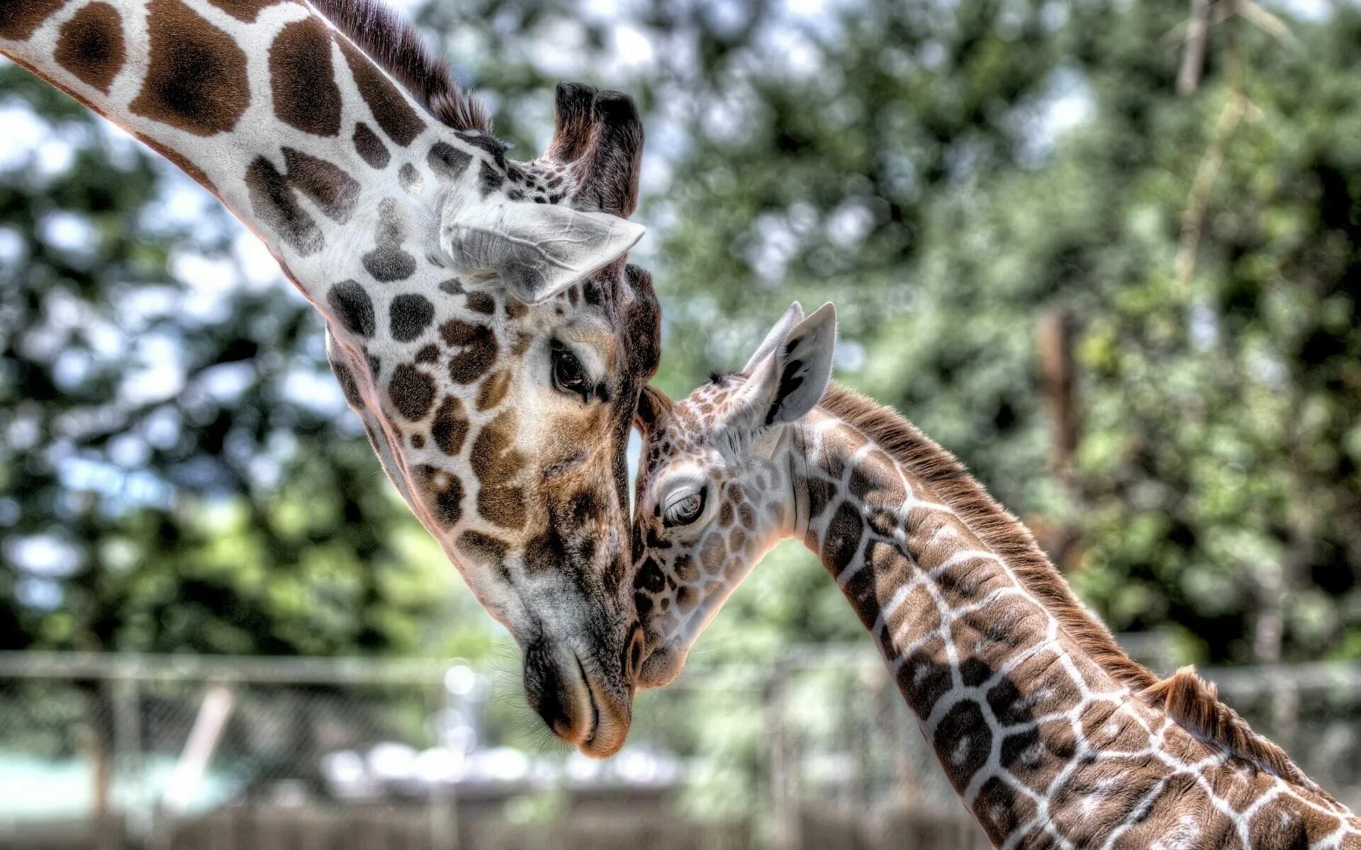 Animal mums. Жираф Жозе. Giraffa Giraffa животные. Фото жирафа. Красивый Жираф.