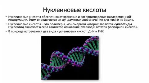 Компоненты нуклеиновых кислот