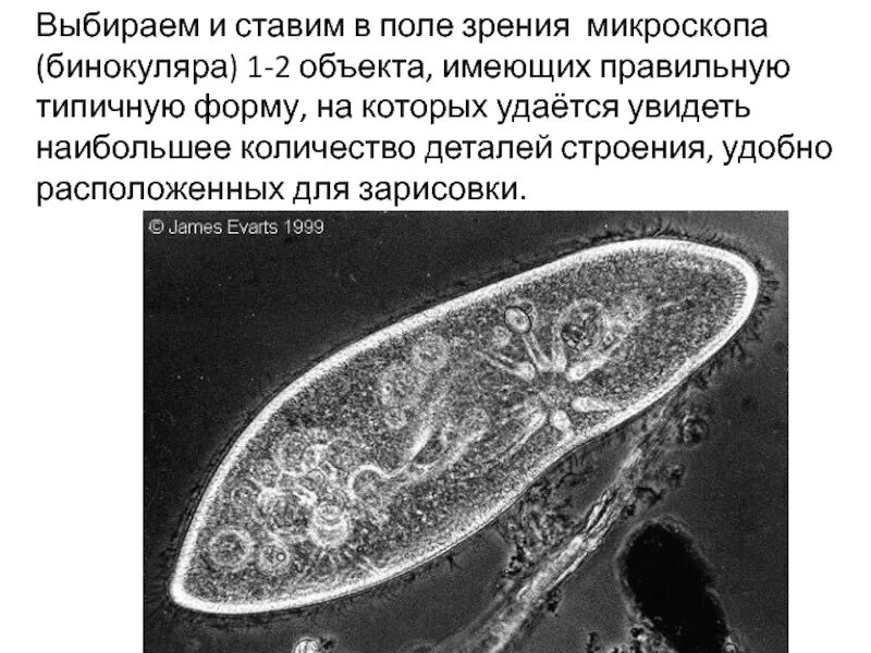 Увеличение поля зрения микроскопа. Увеличение поля зрения микроскопа