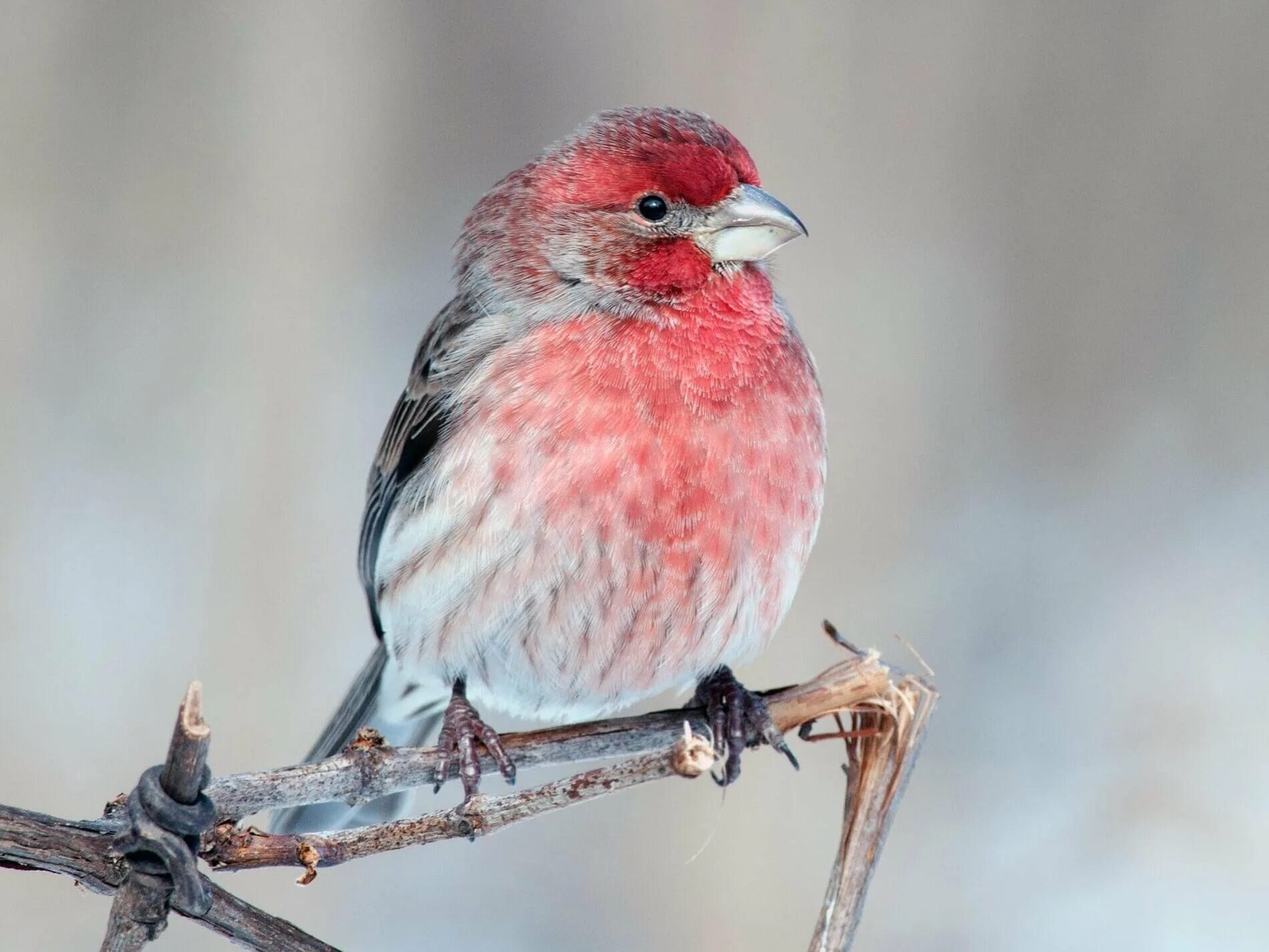 Маленькая розовая птица. House Finch птица. Вьюрковые птицы. Алый вьюрок. Вьюрок клубничный.