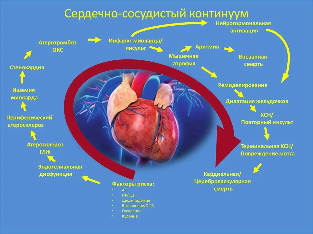 Ожирение и сердечно сосудистые заболевания. Сердечно-сосудистый Континуум. Сердечнососудистый континеум. Сердечно-сосудистый Континуум атеросклероз. Кардиологический Континуум.