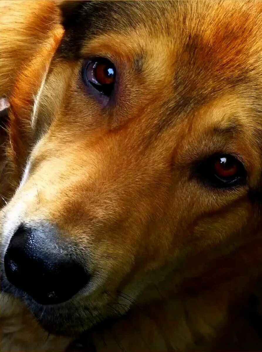 Рыжая дворняга. Собака дворняжка рыжая. Беспородная собака дворняжка рыжая. Собаки дворняжки щенки рыжие. Рыжий пес дворняга.