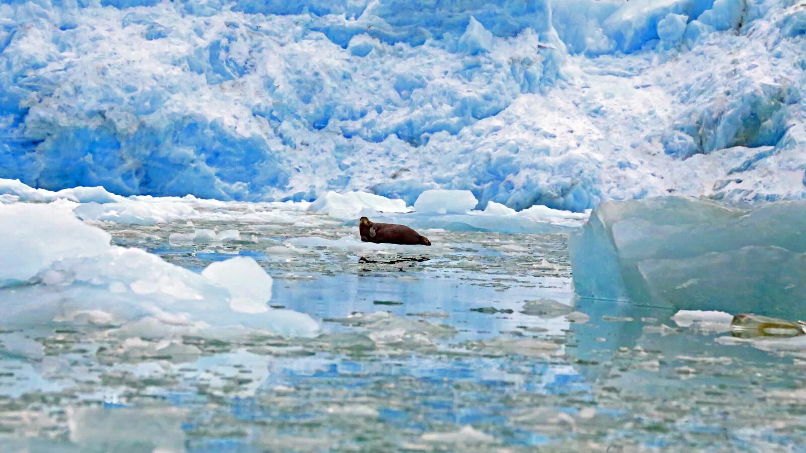 Северный ледовый. Арктика Северный Ледовитый океан. Исландия Северный Ледовитый океан. Северо Ледовитый океан летом. Северно Ледовитый океан канадский архипелаг.