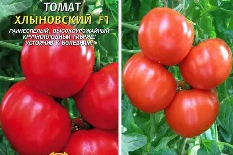 Томаты кировской селекции для теплиц лучшие сорта