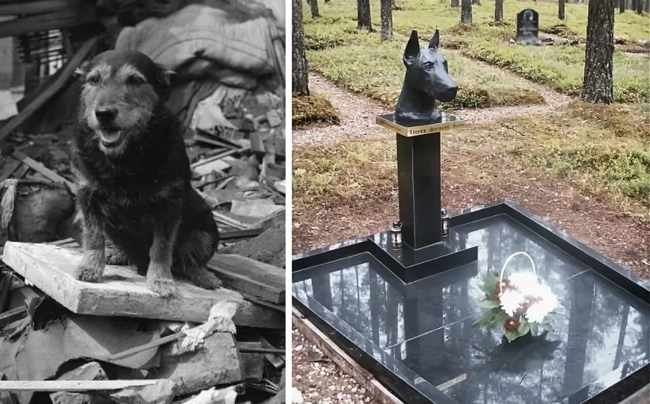 Куда девать умершую собаку