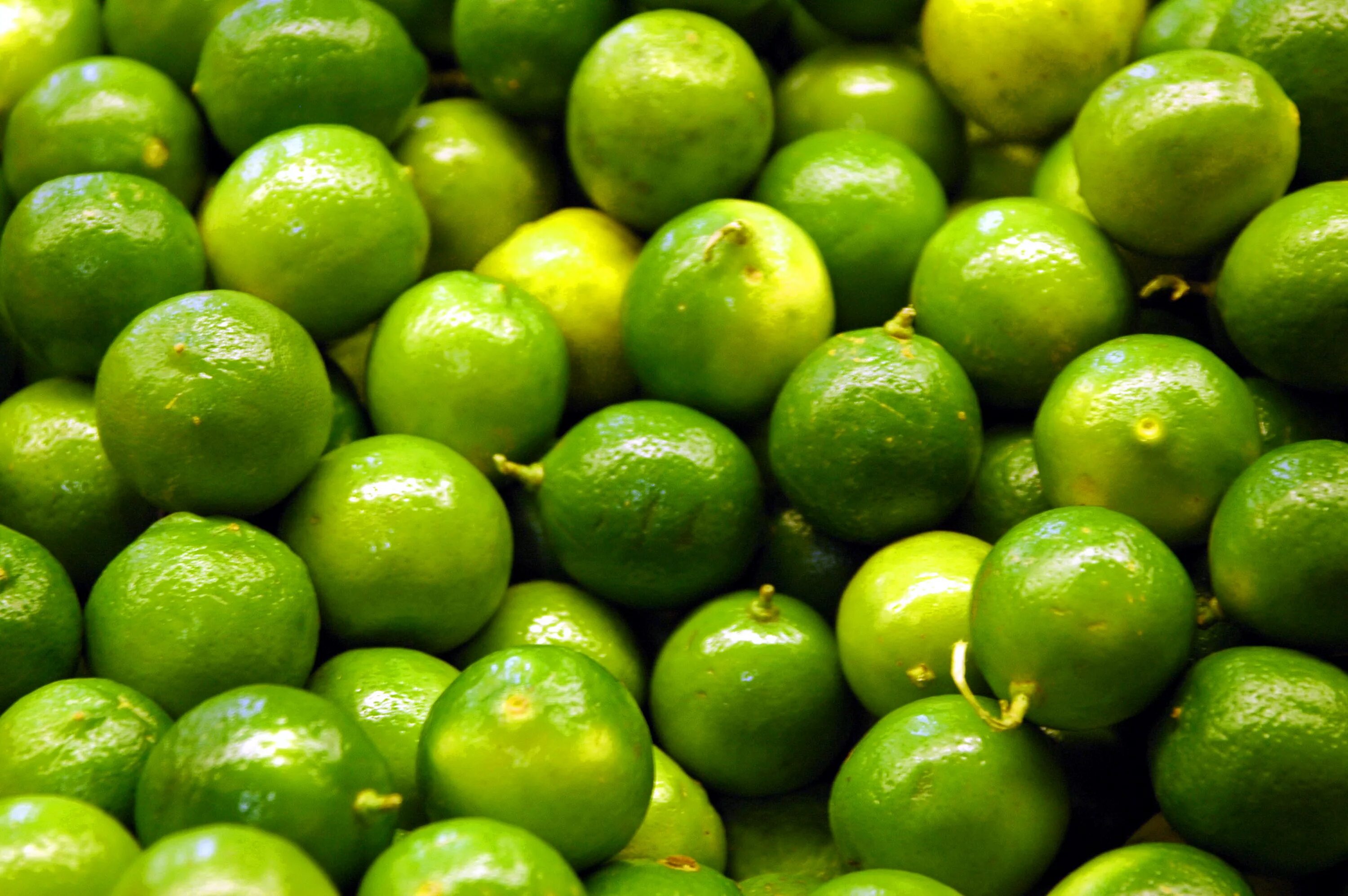 Лайм Рангпур. Цитрус каффир лайм. Зеленый фрукт. Зелёный фрукт круглый.
