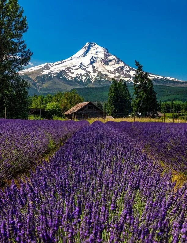 Горная лаванда фото