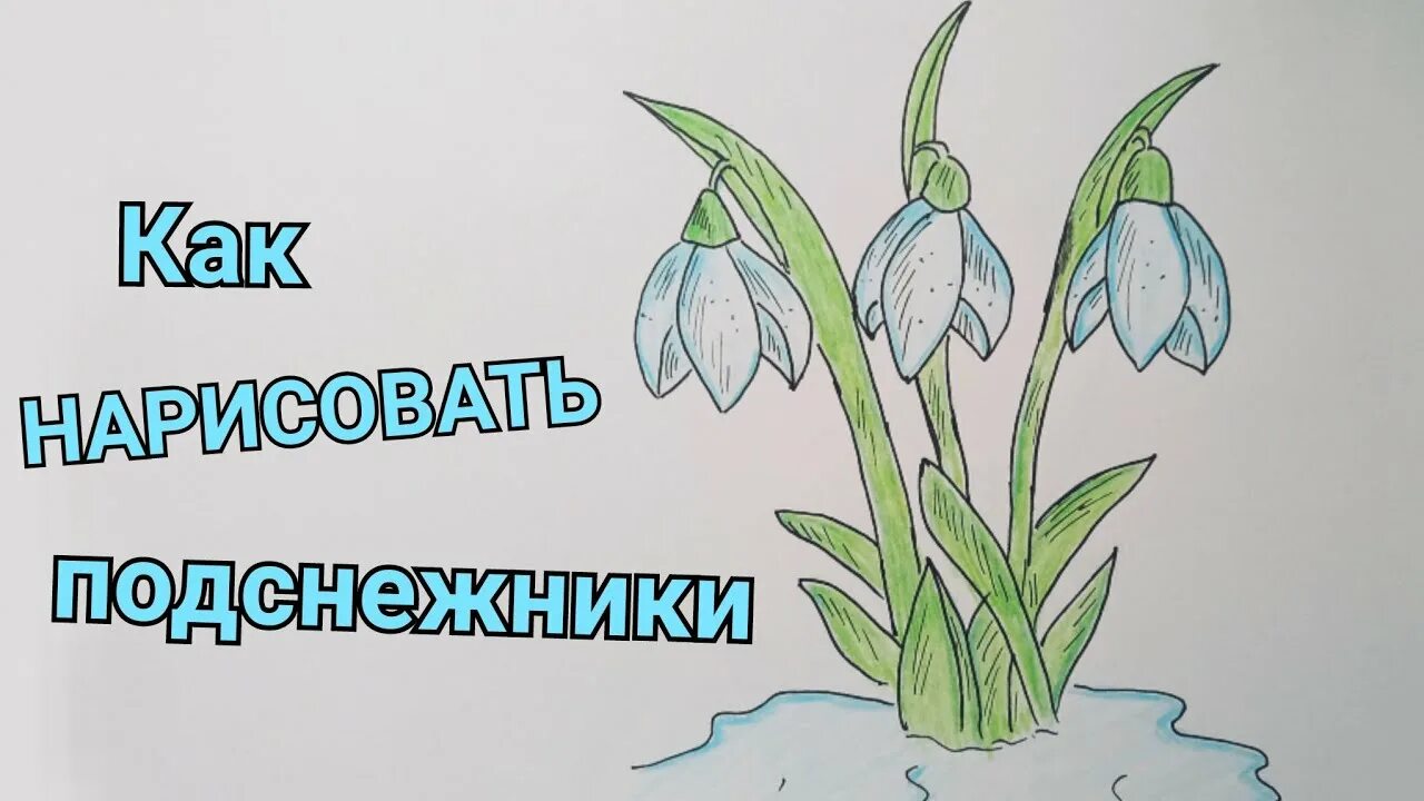 Подснежник рисунок 5 класс. Подснежник рисунок. рисование подснежники. подснежник рисунок карандашом. рисование первых весенних цветов.