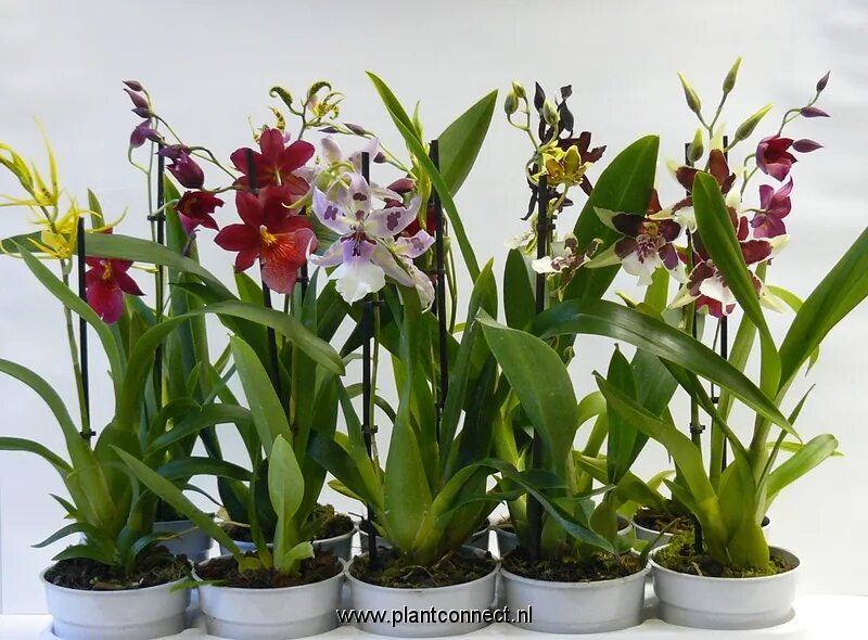 Hassinger Orchideen Orchid care, Orchids, Beautiful flowers