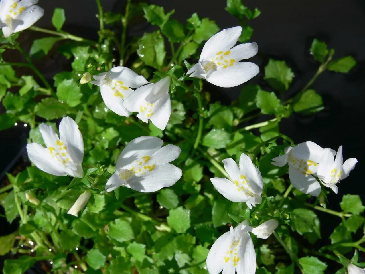 Мазус ползучий фото. Мазус ползучий Albus. Мазус ползучий (mazus reptans). Мазус почвопокровный.