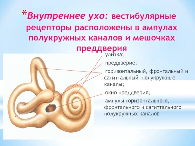 Преддверие вестибулярного аппарата. Улитка преддверие полукружные каналы. Внутреннее ухо преддверие улитка полукружные каналы. Строение полукружных канальцев. Строение уха полукружные каналы.