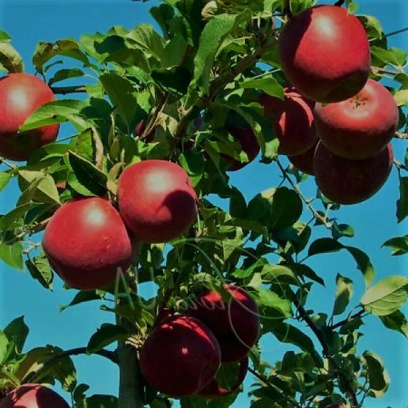 Яблоки фуджи фото и описание. Яблоня Фуджи. Фуджи (сорт яблони). Яблоня сорта Фуджи Ацтек. Сорт яблок Фуджи.