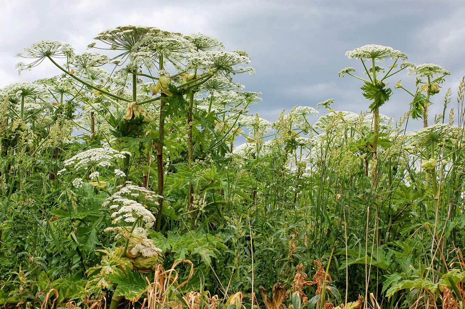 Борщевик Мантегацци Heracleum mantegazzianum. Борщевик Сосновского. Борщевик Северянин. Борщевик Сосновского и укроп. Похож на укроп как называется