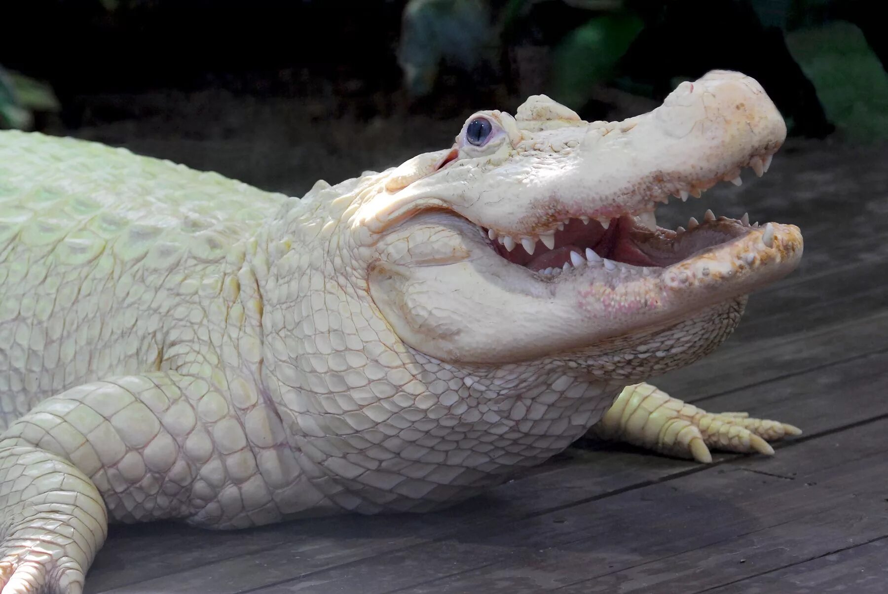 Альбино Аллигатор (Albino Alligator) 1996. Гребнистый крокодил альбинос. Миссисипский Аллигатор альбинос. Белый крокодил альбинос. Мутации дикого типа