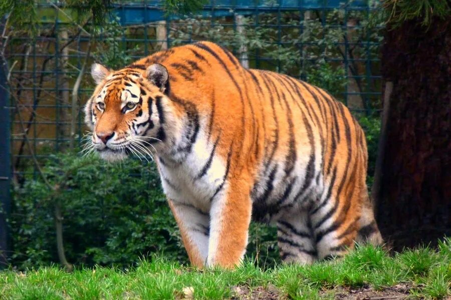 Tigers are the largest