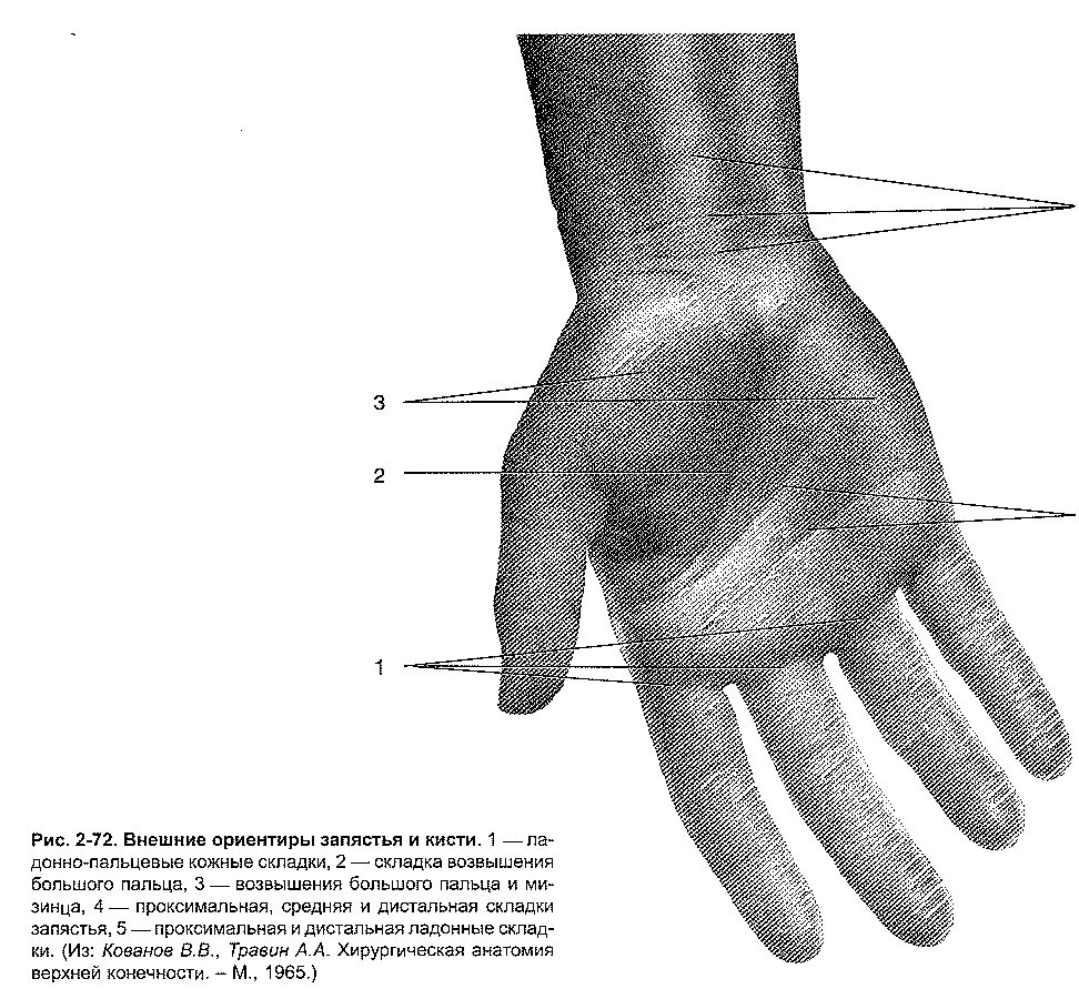 Кисть руки топографическая анатомия. Внешние ориентиры передней области запястья. Ладонная поверхность кисти топографическая анатомия. Послойное строение ладони топографическая анатомия. Поверхность запястья