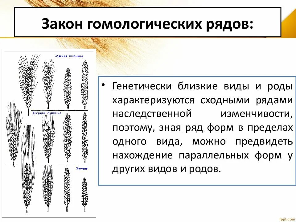 Общебиологическое значение закона гомологических рядов. 5. Закон гомологических рядов наследственной изменчивости. Закон гомологических рядов изменчивости Вавилова. Закон гомологических рядов наследственной изменчивости схема. Закон Вавилова о гомологических рядах наследственной изменчивости.