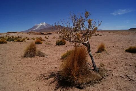 Desert plant