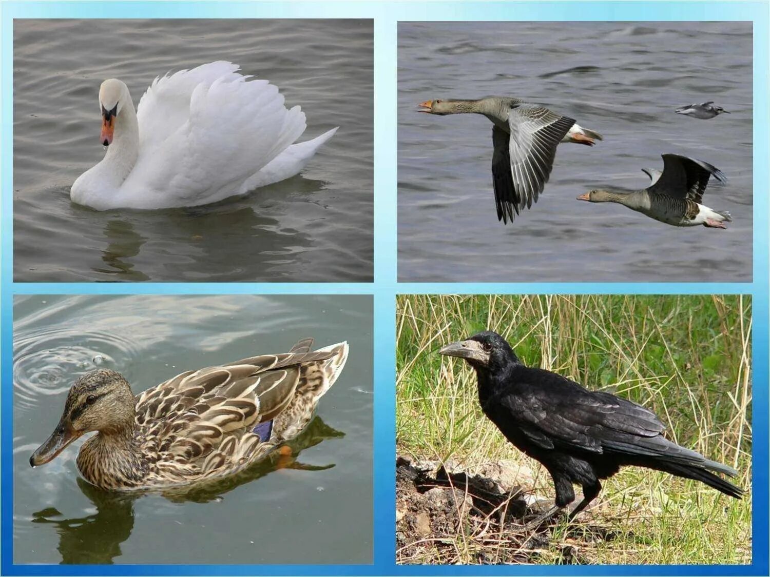 Водоплавающие перелетные птицы. Водоплавающие птицы Сибири перелетные. Четвертый лишний перелетные птицы. Водоплавающие птицы перелетные Урала.