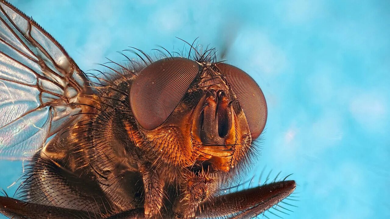 Мошка под микроскопом фото. Муха гнус. Астраханская мошка под микроскопом. Муха под микроскопом. Насекомые вблизи.