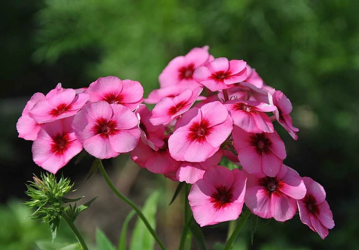 Флокс сеять. Флоксы рассада. Флоксы цветы зимой в открытом грунте. Флокс друммонда бьюти блу. Флоксы семена или луковицы.