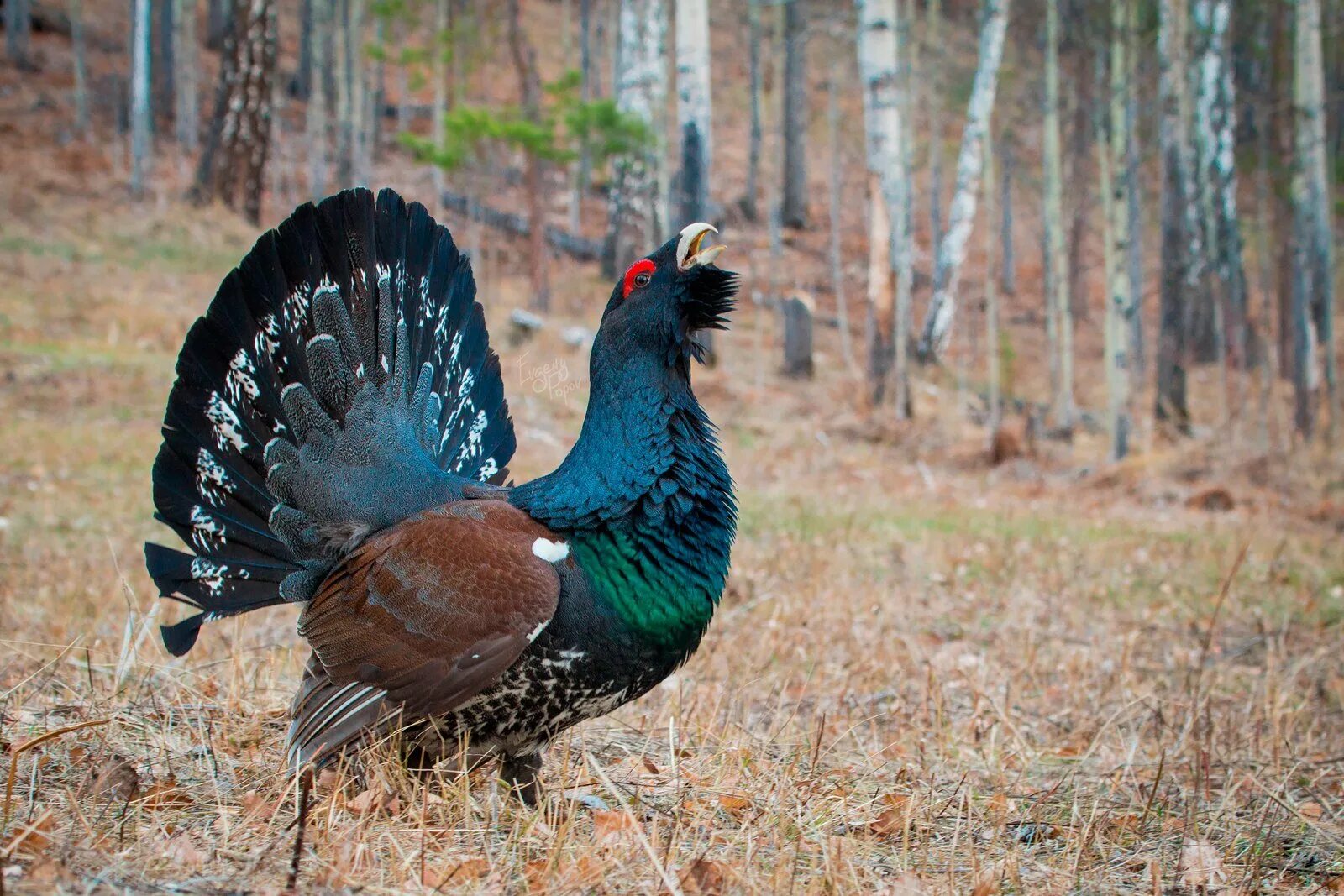 Глухарь (Tetrao urogallus). Чернобрюхий Глухарь. Боровая дичь тетерев. Чернобрюхий Глухарь Tetrao urogallus Major. Глухарь где обитает природная