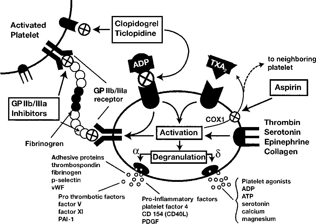 Механизм действия тиклопидина. Клопидогрель механизм. Гемостаз механизм действия. Клопидогрел механизм действия фармакология. Клопидогрел механизм действия