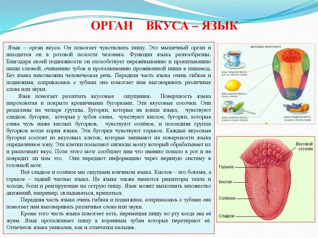 Части языка человека. Язык орган чувств.