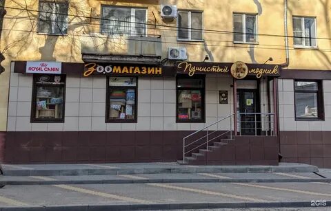 Пушистый модник йошкар