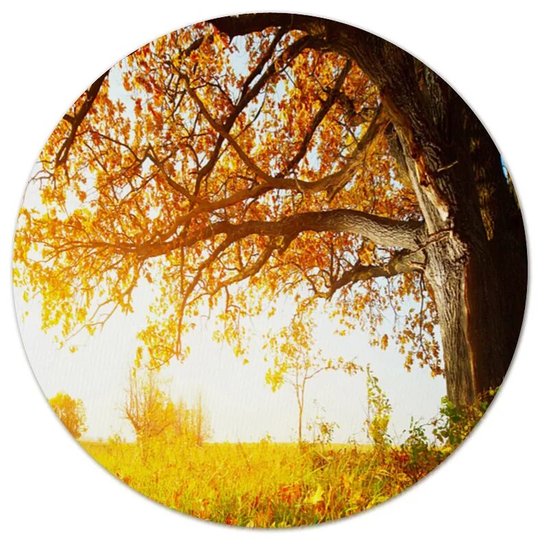 Осень круглое. Осень в круге. Осенние открытки круглые. Осенний фон круглый.