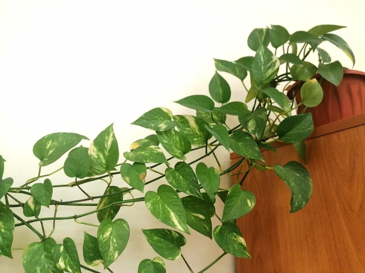 Amazon.com: California Tropicals