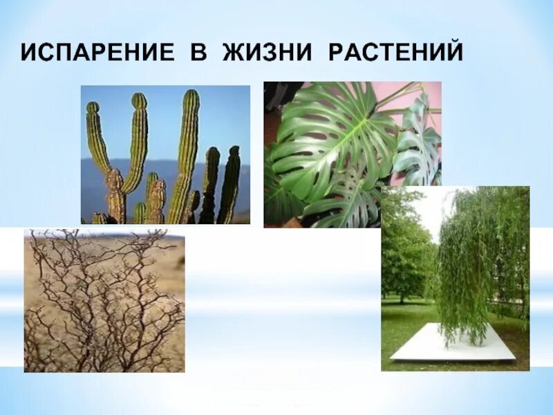 Жизнь растений сообщение. Испарение в жизни растений. жизнь растений.. роль испарения в жизни растений. роль испарения в жизни растений и животных.