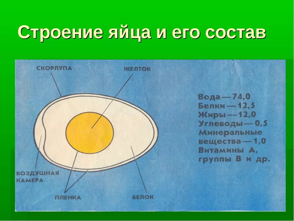 Желток белок строение яйца. Строение яйца рисунок. Схема строения куриного яйца рисунок. Строение яйца курицы.